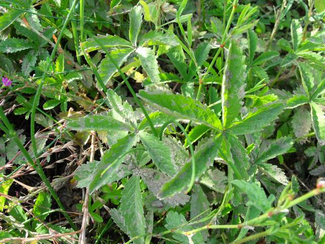 Potentilla reptans